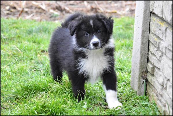 Grote foto border collie pups dieren en toebehoren herdershonden en veedrijvers