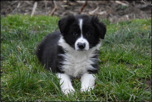Grote foto border collie pups dieren en toebehoren herdershonden en veedrijvers