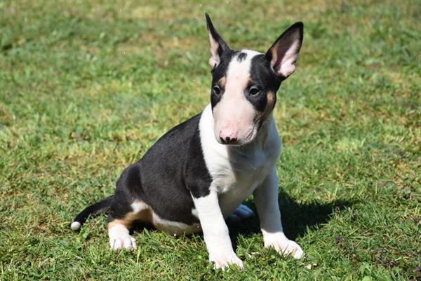 Grote foto bull terrier pups dieren en toebehoren jack russells en terri rs