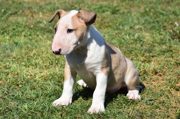 Grote foto bull terrier pups dieren en toebehoren jack russells en terri rs