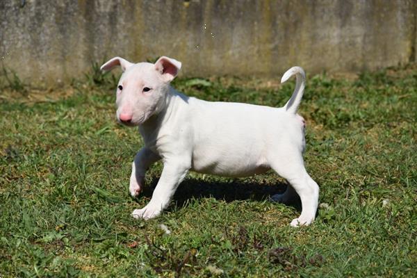 Grote foto bull terrier pups dieren en toebehoren jack russells en terri rs