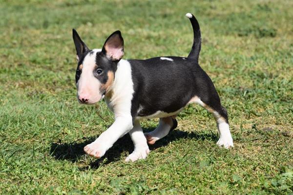Grote foto bull terrier pups dieren en toebehoren jack russells en terri rs
