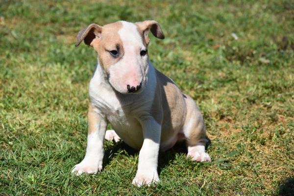Grote foto bull terrier pups dieren en toebehoren jack russells en terri rs