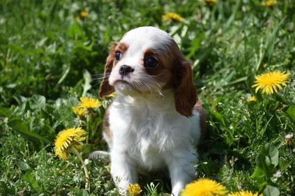 Grote foto cavalier king charles pups dieren en toebehoren chihuahua en gezelschapshonden
