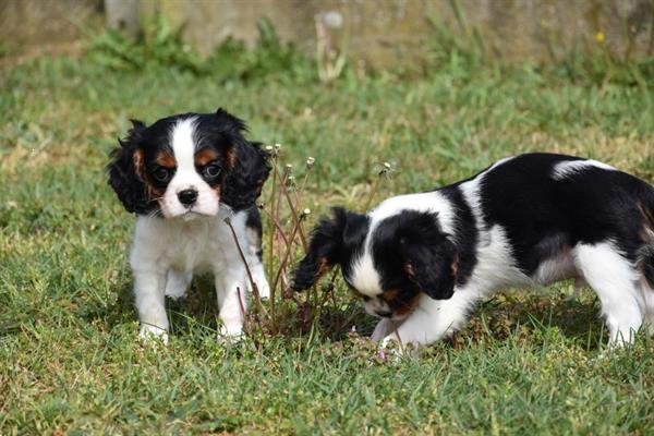 Grote foto cavalier king charles pups dieren en toebehoren chihuahua en gezelschapshonden