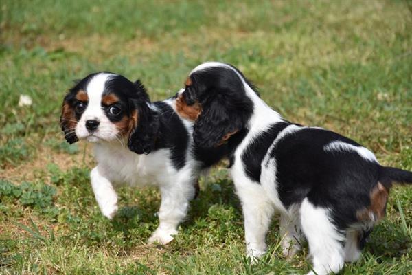 Grote foto cavalier king charles pups dieren en toebehoren chihuahua en gezelschapshonden