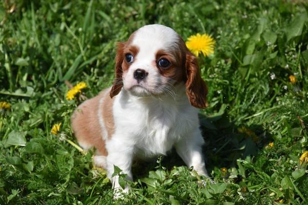 Grote foto cavalier king charles pups dieren en toebehoren chihuahua en gezelschapshonden