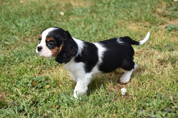 Grote foto cavalier king charles pups dieren en toebehoren chihuahua en gezelschapshonden