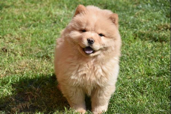 Grote foto chow chow pups dieren en toebehoren poolhonden keeshonden en oertypen