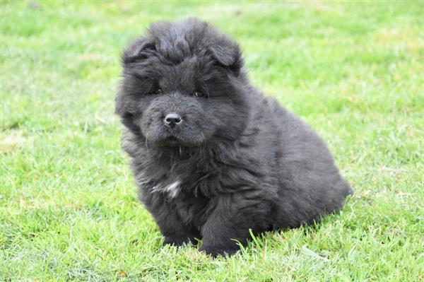 Grote foto chow chow pups dieren en toebehoren poolhonden keeshonden en oertypen