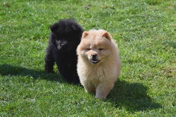 Grote foto chow chow pups dieren en toebehoren poolhonden keeshonden en oertypen