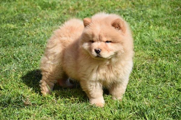 Grote foto chow chow pups dieren en toebehoren poolhonden keeshonden en oertypen