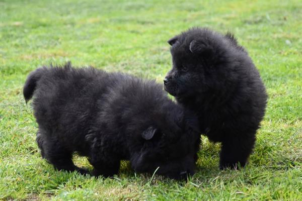 Grote foto chow chow pups dieren en toebehoren poolhonden keeshonden en oertypen