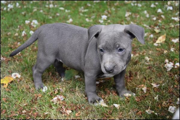 Grote foto engelse stafford pups dieren en toebehoren jack russells en terri rs