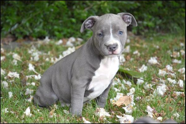 Grote foto engelse stafford pups dieren en toebehoren jack russells en terri rs