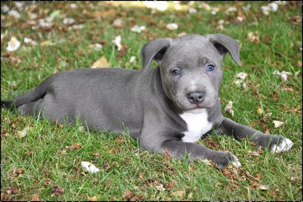 Grote foto engelse stafford pups dieren en toebehoren jack russells en terri rs