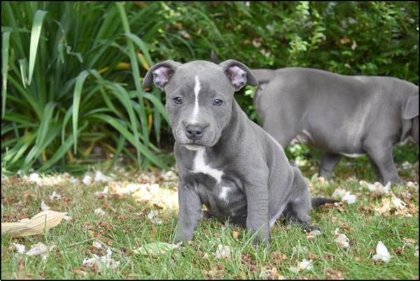 Grote foto engelse stafford pups dieren en toebehoren jack russells en terri rs