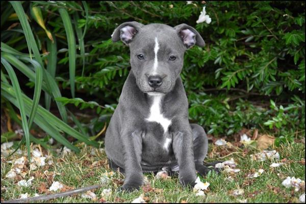 Grote foto engelse stafford pups dieren en toebehoren jack russells en terri rs