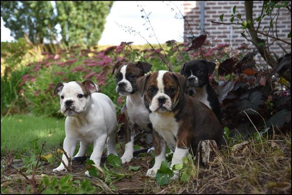 Grote foto old english bulldog pups dieren en toebehoren bulldogs pinschers en molossers