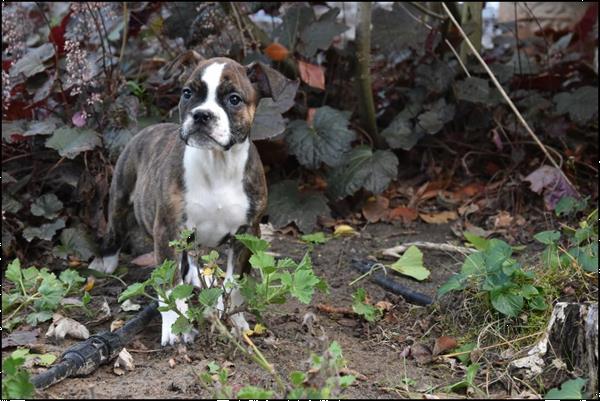 Grote foto old english bulldog pups dieren en toebehoren bulldogs pinschers en molossers