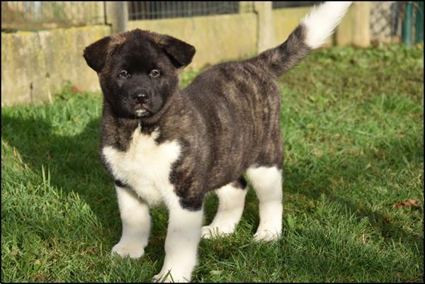 Grote foto akita inu pups dieren en toebehoren poolhonden keeshonden en oertypen