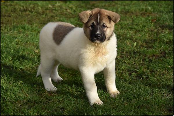 Grote foto akita inu pups dieren en toebehoren poolhonden keeshonden en oertypen