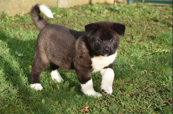 Grote foto akita inu pups dieren en toebehoren poolhonden keeshonden en oertypen