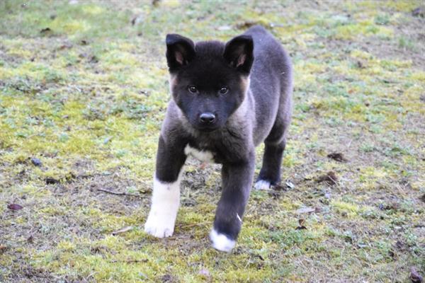 Grote foto akita inu pups dieren en toebehoren poolhonden keeshonden en oertypen