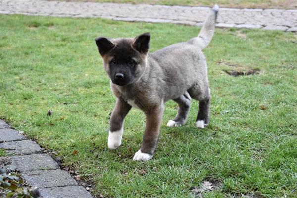 Grote foto akita inu pups dieren en toebehoren poolhonden keeshonden en oertypen