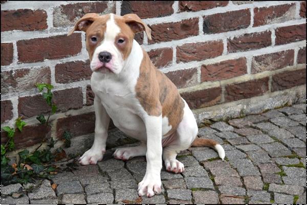 Grote foto amerikaanse bulldog pups dieren en toebehoren bulldogs pinschers en molossers