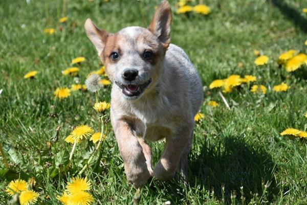 Grote foto australian cattle dog pups dieren en toebehoren herdershonden en veedrijvers