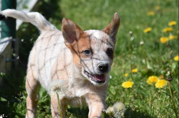 Grote foto australian cattle dog pups dieren en toebehoren herdershonden en veedrijvers