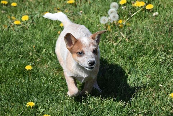 Grote foto australian cattle dog pups dieren en toebehoren herdershonden en veedrijvers