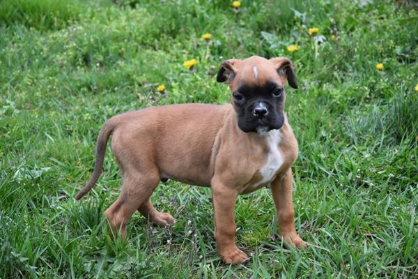Grote foto boxer pups dieren en toebehoren bulldogs pinschers en molossers