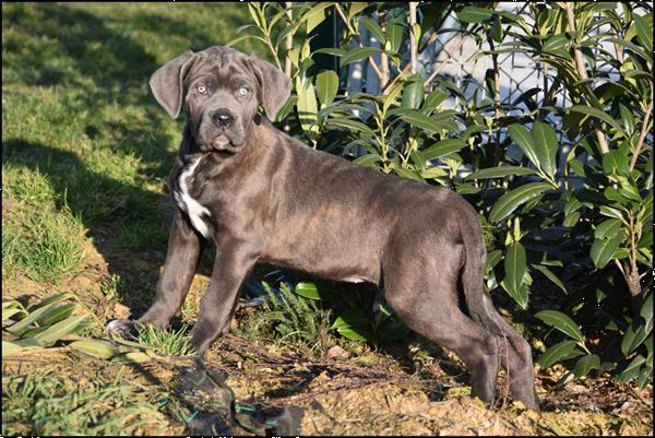 Grote foto cane corso pups dieren en toebehoren bulldogs pinschers en molossers