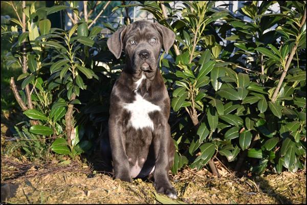 Grote foto cane corso pups dieren en toebehoren bulldogs pinschers en molossers
