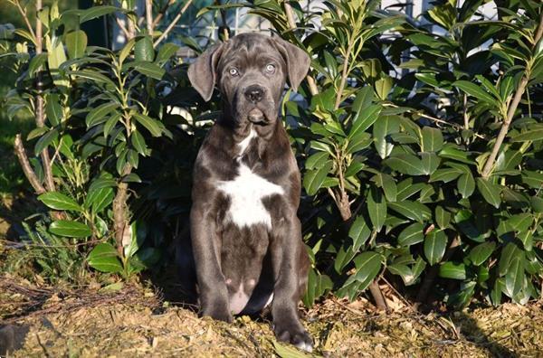 Grote foto cane corso pups dieren en toebehoren bulldogs pinschers en molossers