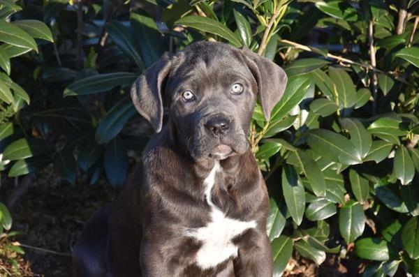 Grote foto cane corso pups dieren en toebehoren bulldogs pinschers en molossers