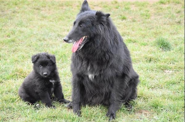Grote foto groenendaeler pups dieren en toebehoren herdershonden en veedrijvers