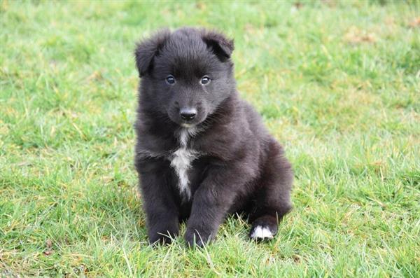 Grote foto groenendaeler pups dieren en toebehoren herdershonden en veedrijvers