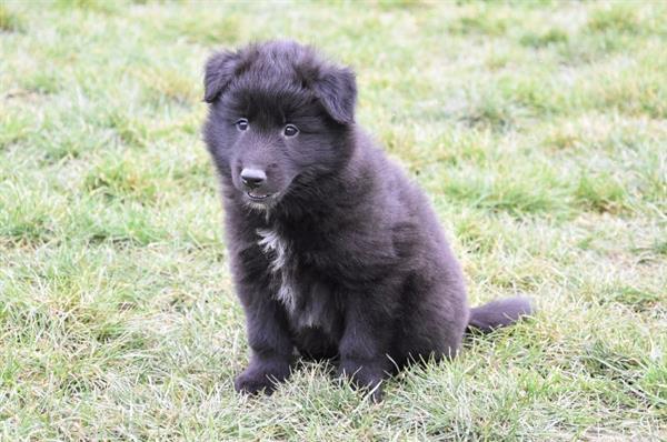 Grote foto groenendaeler pups dieren en toebehoren herdershonden en veedrijvers