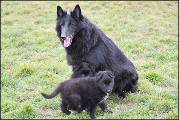 Grote foto groenendaeler pups dieren en toebehoren herdershonden en veedrijvers