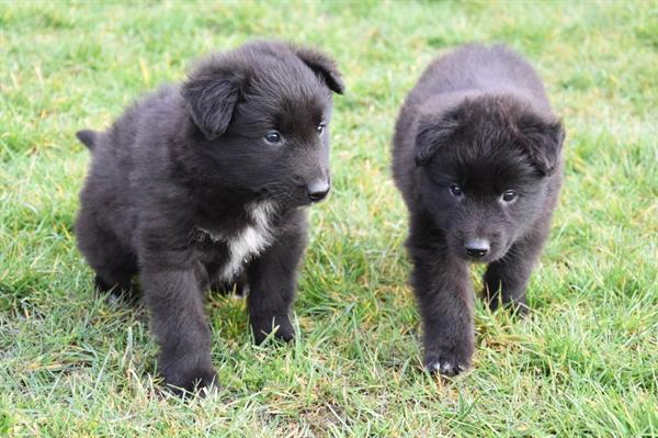 Grote foto groenendaeler pups dieren en toebehoren herdershonden en veedrijvers