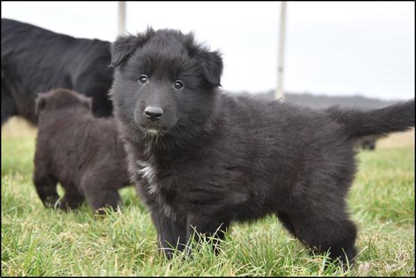 Grote foto groenendaeler pups dieren en toebehoren herdershonden en veedrijvers