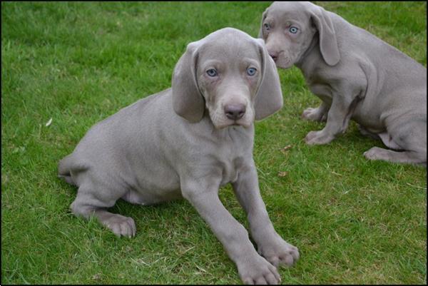 Grote foto weimaraner pups dieren en toebehoren setters en staande honden