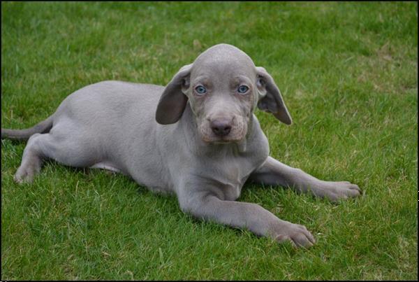 Weimaraner Pups Kopen Setters En Staande Honden weimaraner-pups-kopen-setters-en-staande-honden