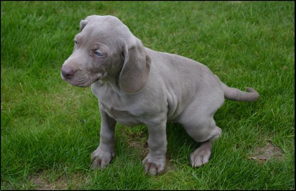 Weimaraner Pups Kopen Setters En Staande Honden weimaraner-pups-kopen-setters-en-staande-honden