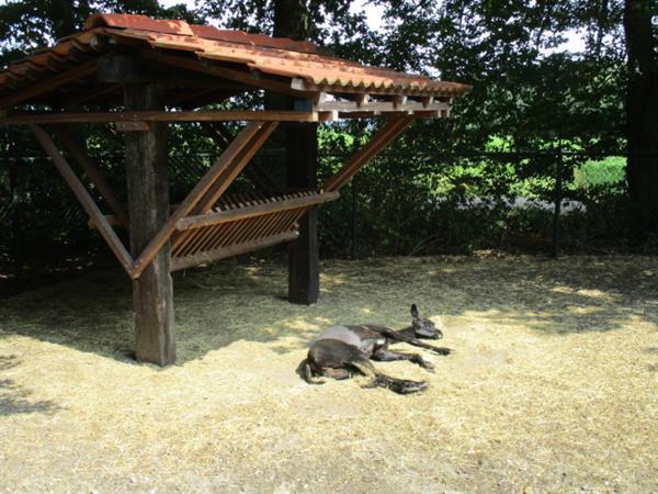 Grote foto vakantiepark trimunt verhuur van tijdelijke stacaravans chal vakantie nederland noord