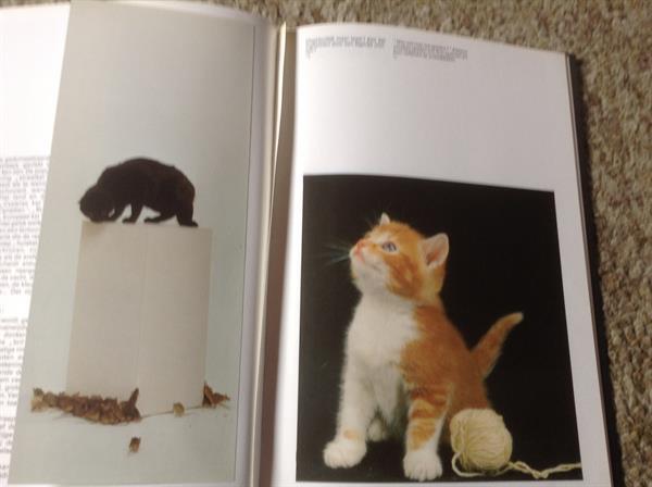 Grote foto boek van honden en katten lieve huisdieren boeken studieboeken