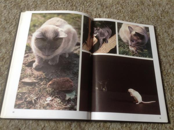 Grote foto boek van honden en katten lieve huisdieren boeken studieboeken